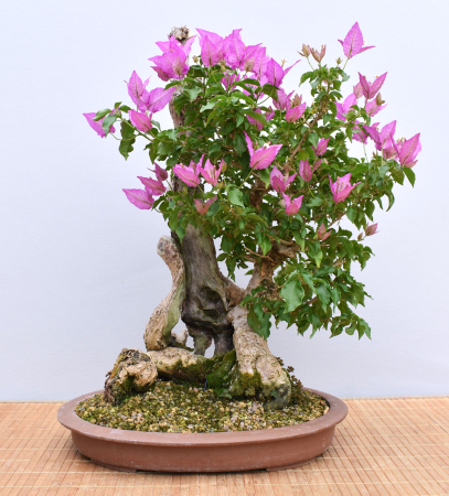 Bonsai Mediterran, Drillingsblume (Bougainvillea glabra)